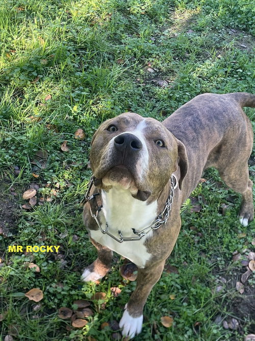 Mr Rocky photo 8