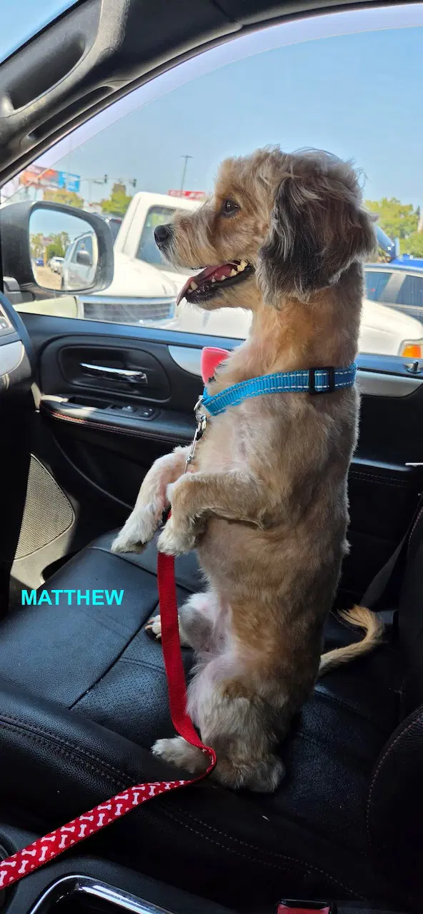 Matthew - Terrier