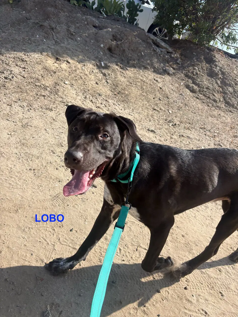 Lobo - Labrador Retriever