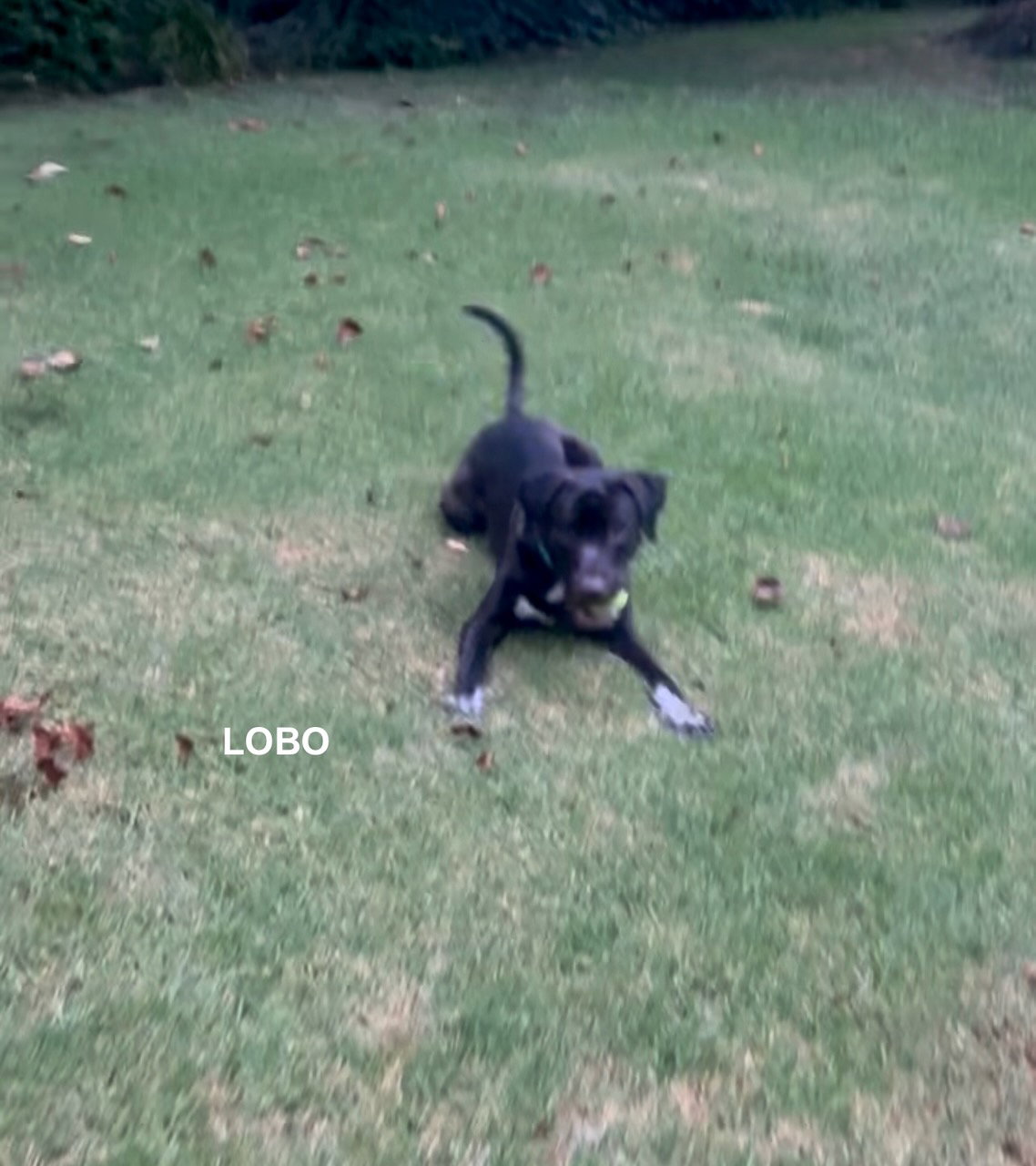 LOBO, photo 7