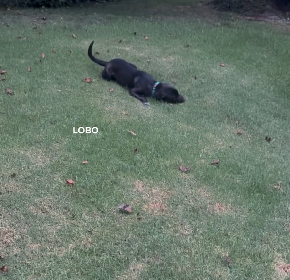 LOBO