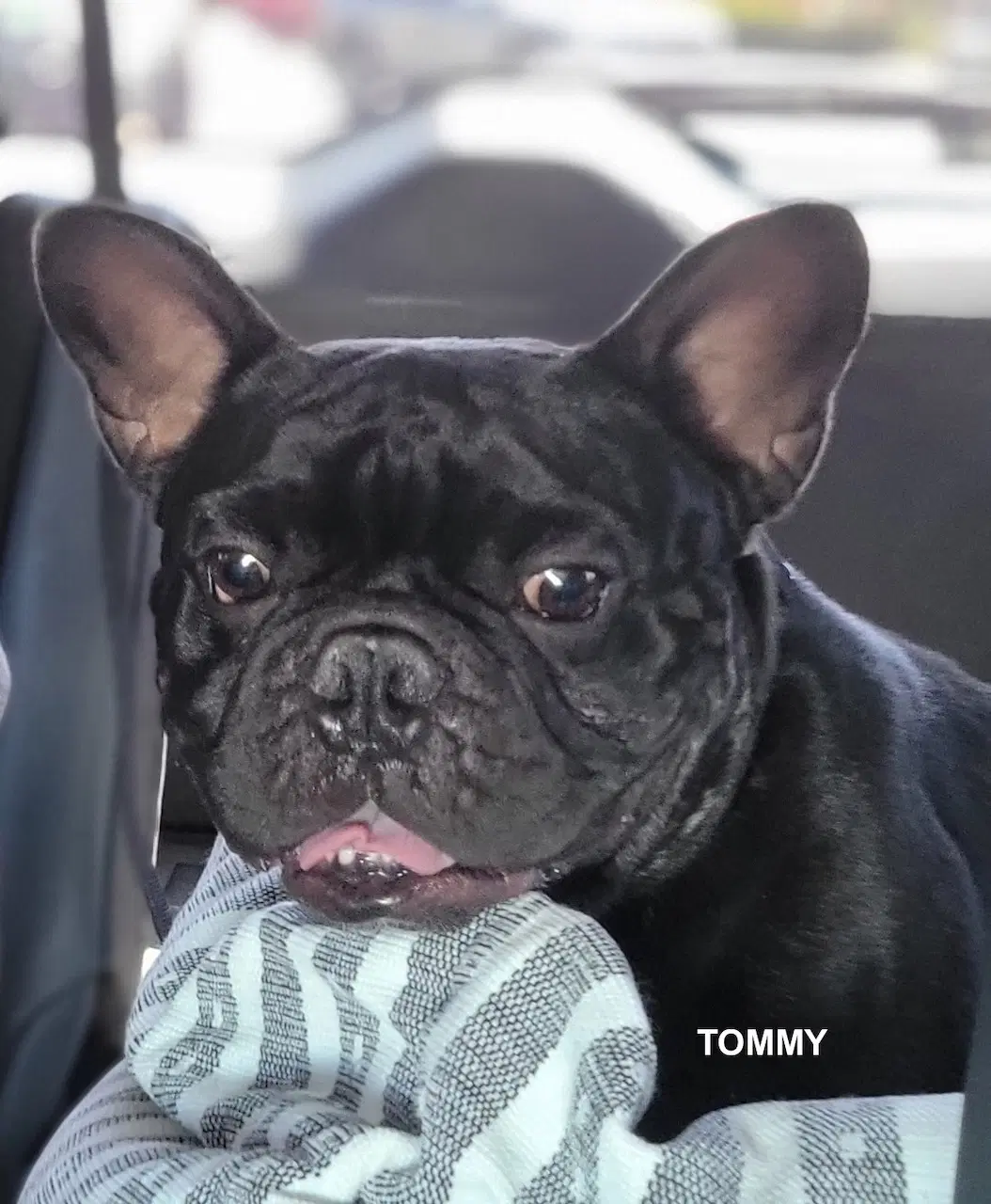 Tommy - French Bulldog