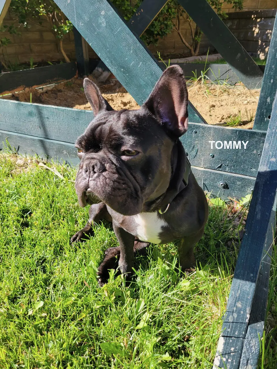 Tommy image 4