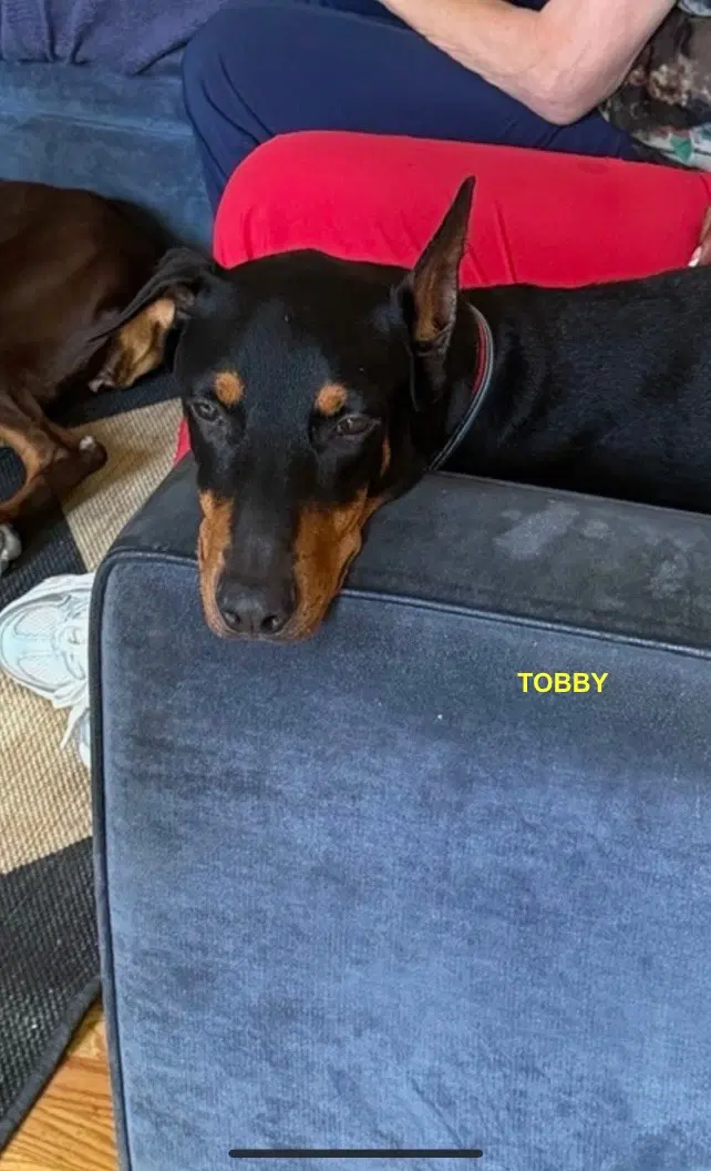 Tobby - Doberman Pinscher