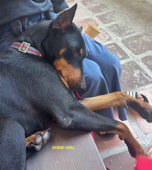DOBBI GIRL