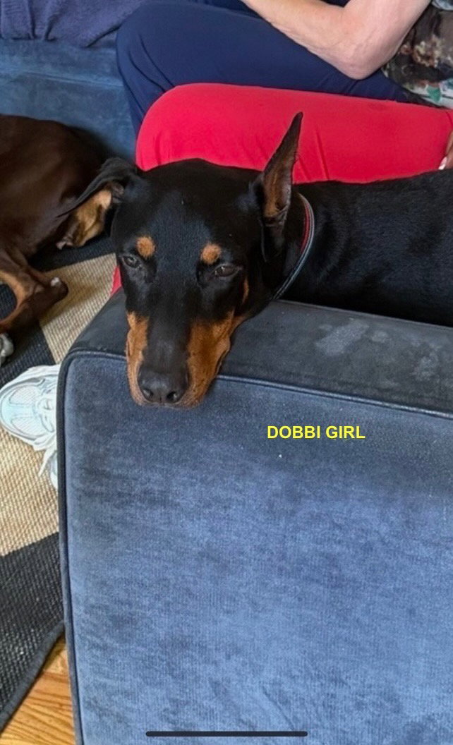 DOBBI GIRL, photo 2