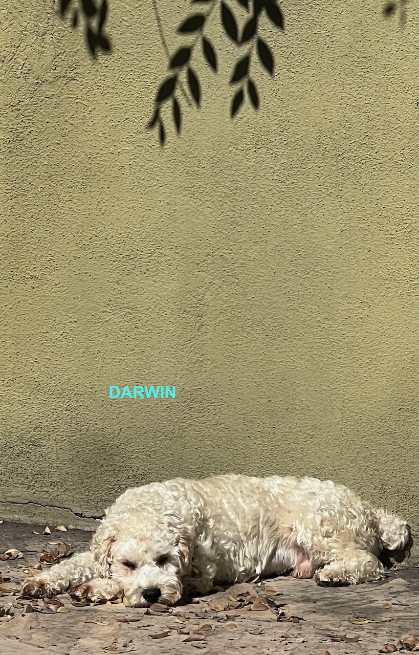 DARWIN