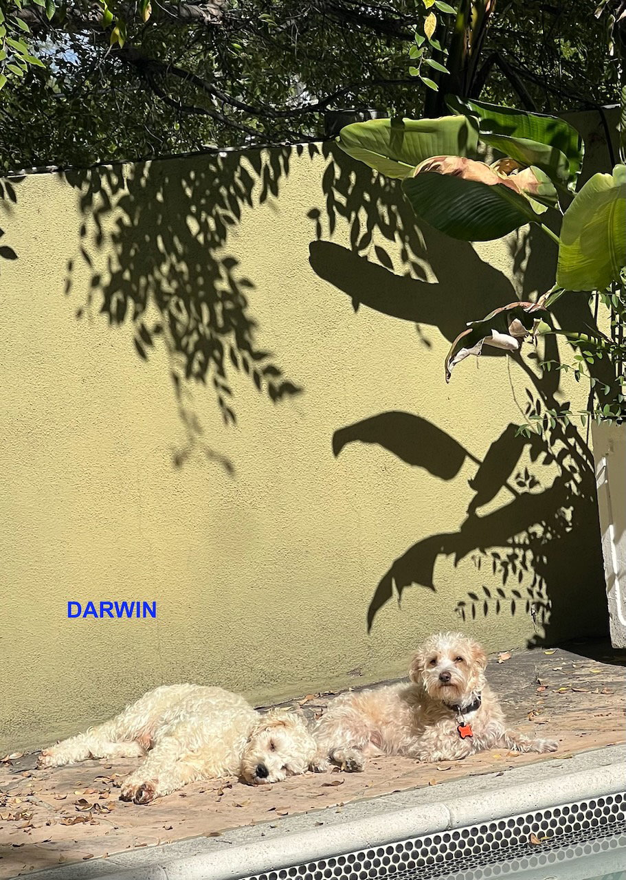 DARWIN, photo 3