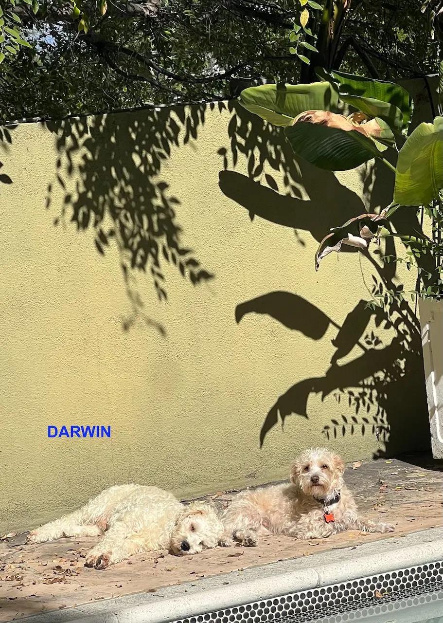 Darwin image 3
