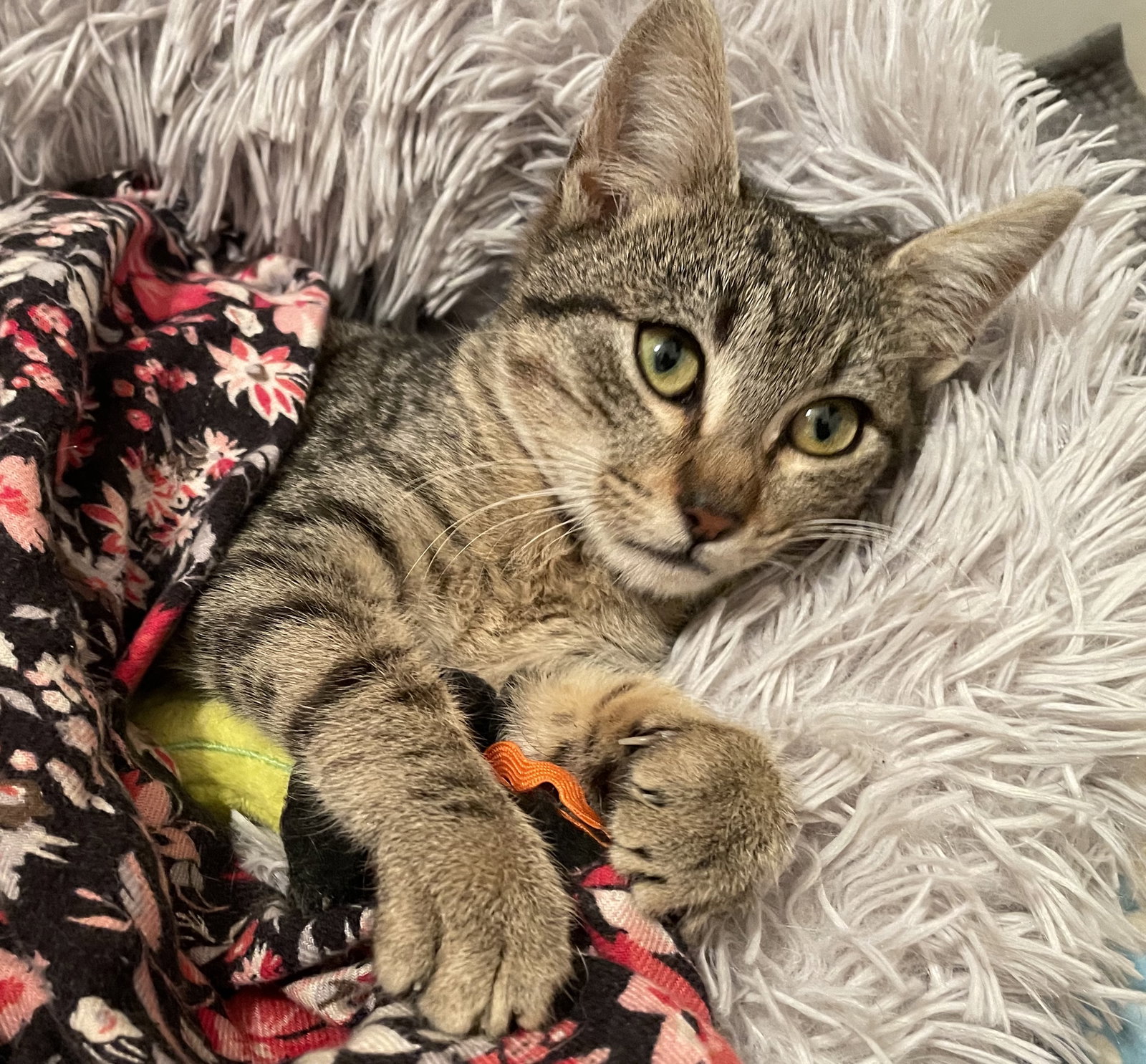 Cats for Adoption in Walnut Creek, California Alpha Paw
