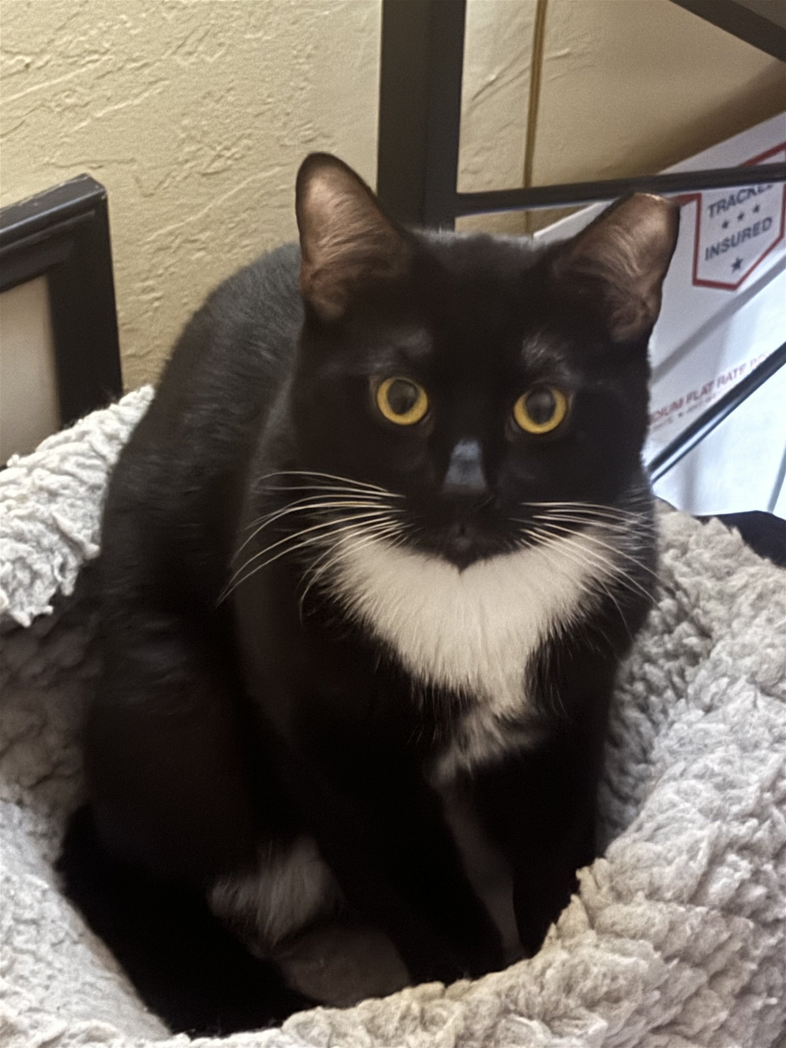 adoptable Cat in San Mateo, CA named TC (Bonded to Brother Beau'Hannon)