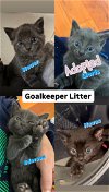 adoptable Cat in  named Goalie Litter - Navas, Neuer & Ederson