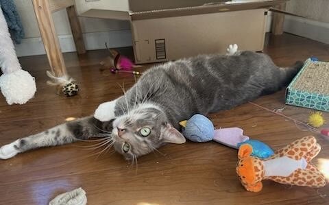 adoptable Cat in Mountain View, CA named Elsa (Bonded with sister Anna)