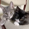 adoptable Cat in  named Eden & Jasper - bonded siblings