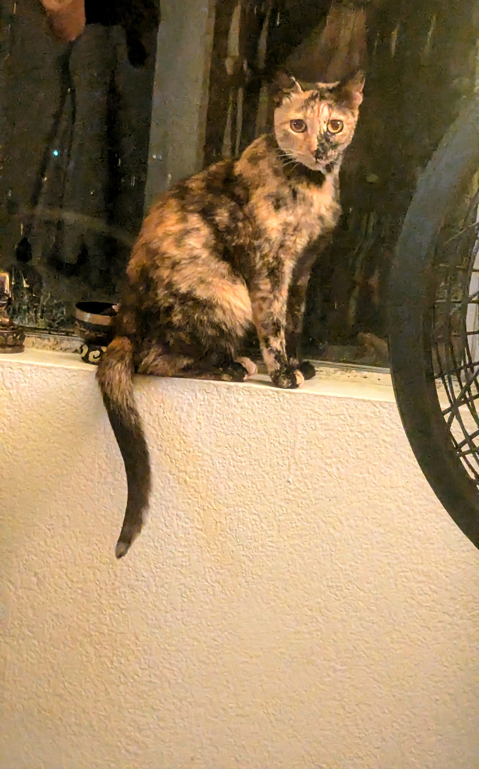 Cats for Adoption in Aptos Hills Larkin Valley, California Alpha Paw