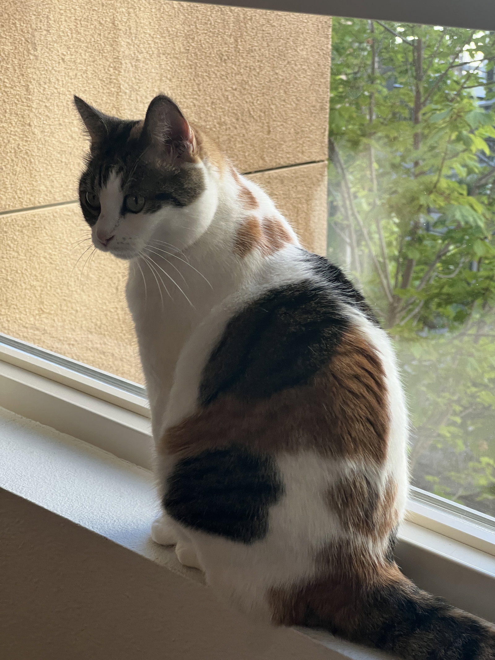 Cats for Adoption in Aptos Hills Larkin Valley, California Alpha Paw