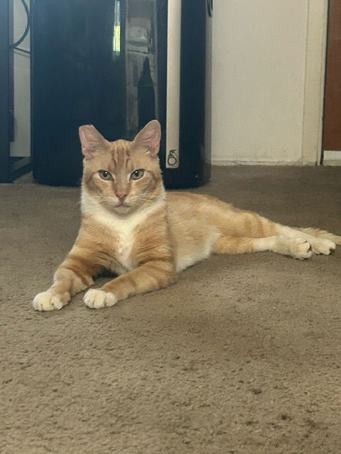 adoptable Cat in Mountain View, CA named Toby