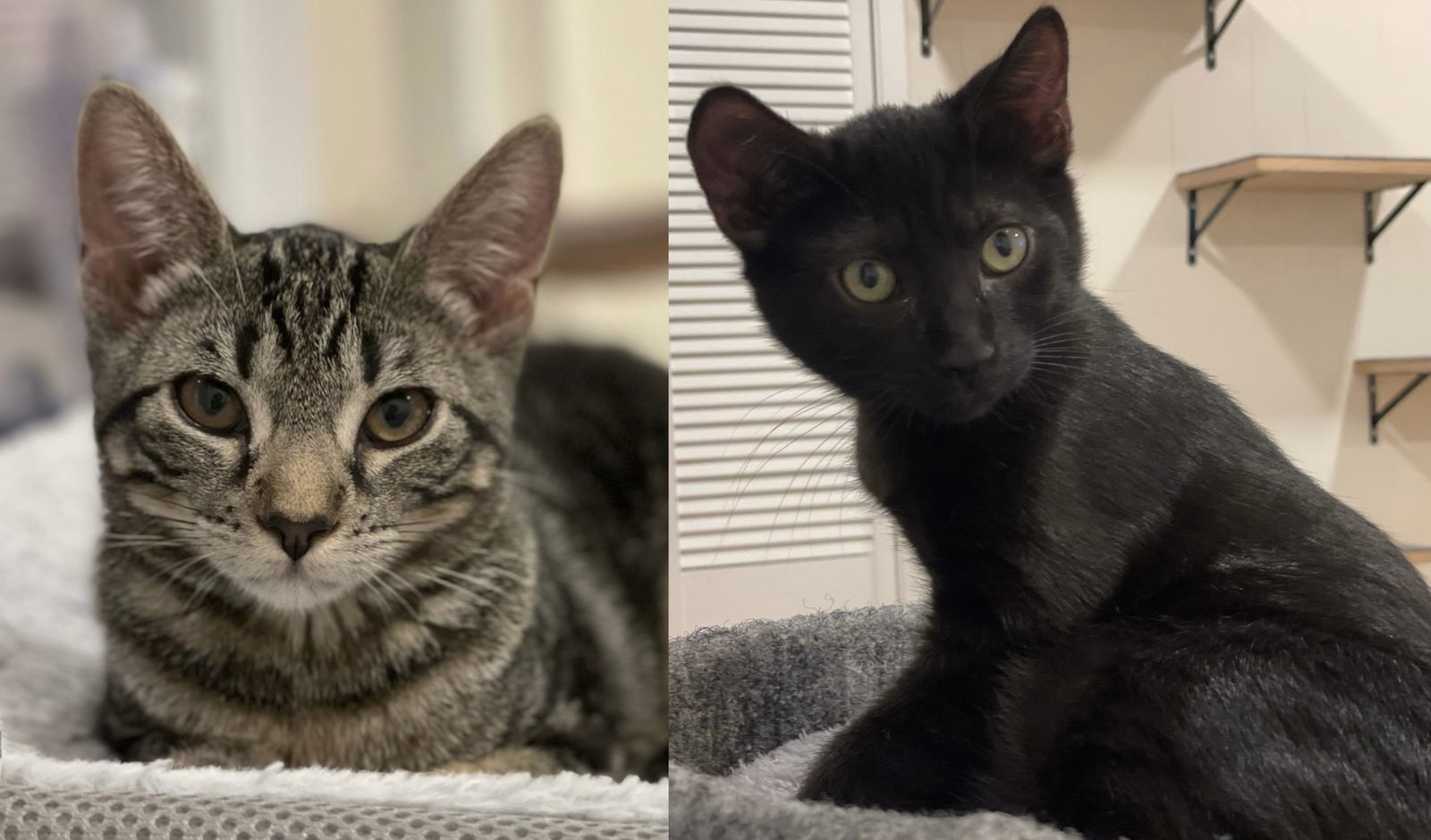 adoptable Cat in Palo Alto, CA named Adrian & Rocky (bonded pair)