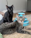 adoptable Cat in San Francisco, CA named Larry & Moe - bonded brothers