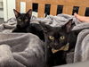 adoptable Cat in Palo Alto, CA named Baby Bill & Domino - bonded brothers