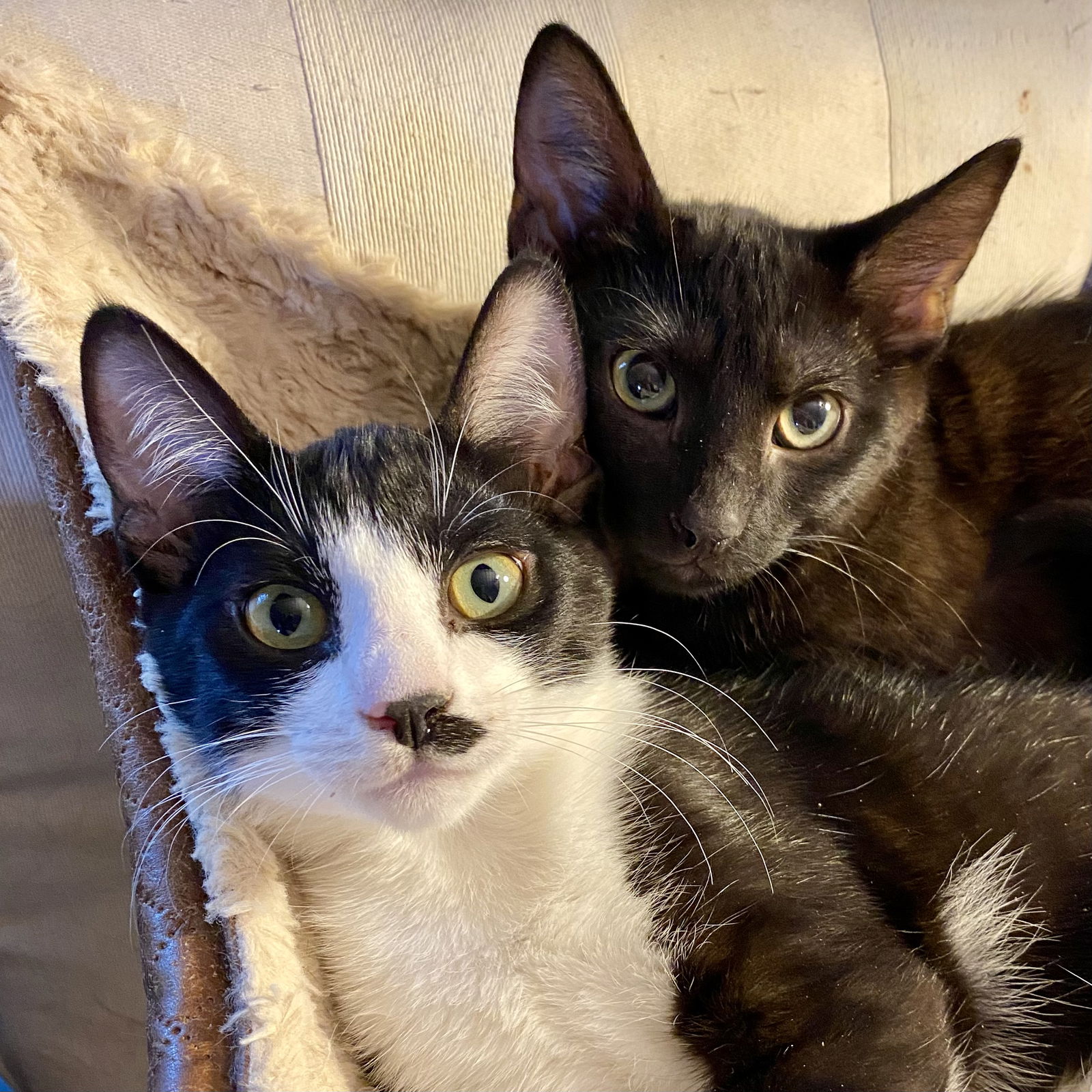 adoptable Cat in San Francisco, CA named Ollie & Yvette - bonded siblings