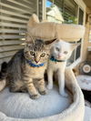 adoptable Cat in San Francisco, CA named PinaColada & Mojita - bonded siblings