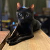 adoptable Cat in Mountain View, MO named Tourmaline