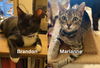adoptable Cat in  named Brandon & Marianne - bonded siblings