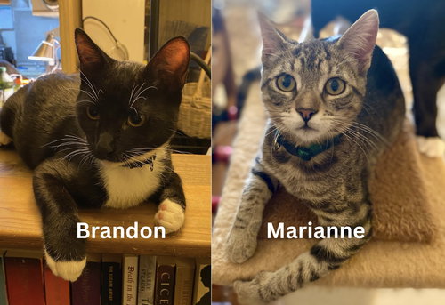 picture of the cat needing adoption