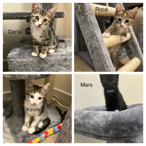 picture of the cat needing adoption