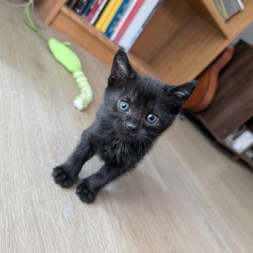 picture of the cat needing adoption
