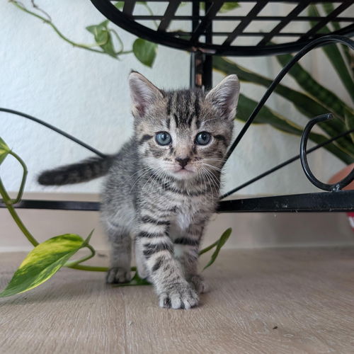 picture of the cat needing adoption