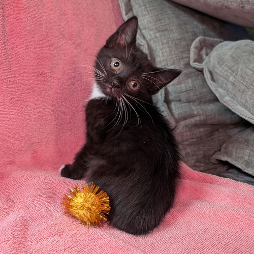 picture of the cat needing adoption