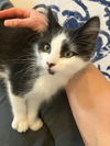 adoptable Cat in  named Rex - male kitten