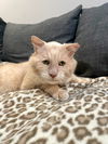 adoptable Cat in San Francisco, CA named Sam