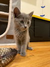 adoptable Cat in santa clara, CA named Jicama - female kitten