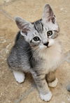 adoptable Cat in San Francisco, CA named Wolfe - male kitten