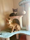 adoptable Cat in San Francisco, CA named Phineas & Ferb -bonded male kittens