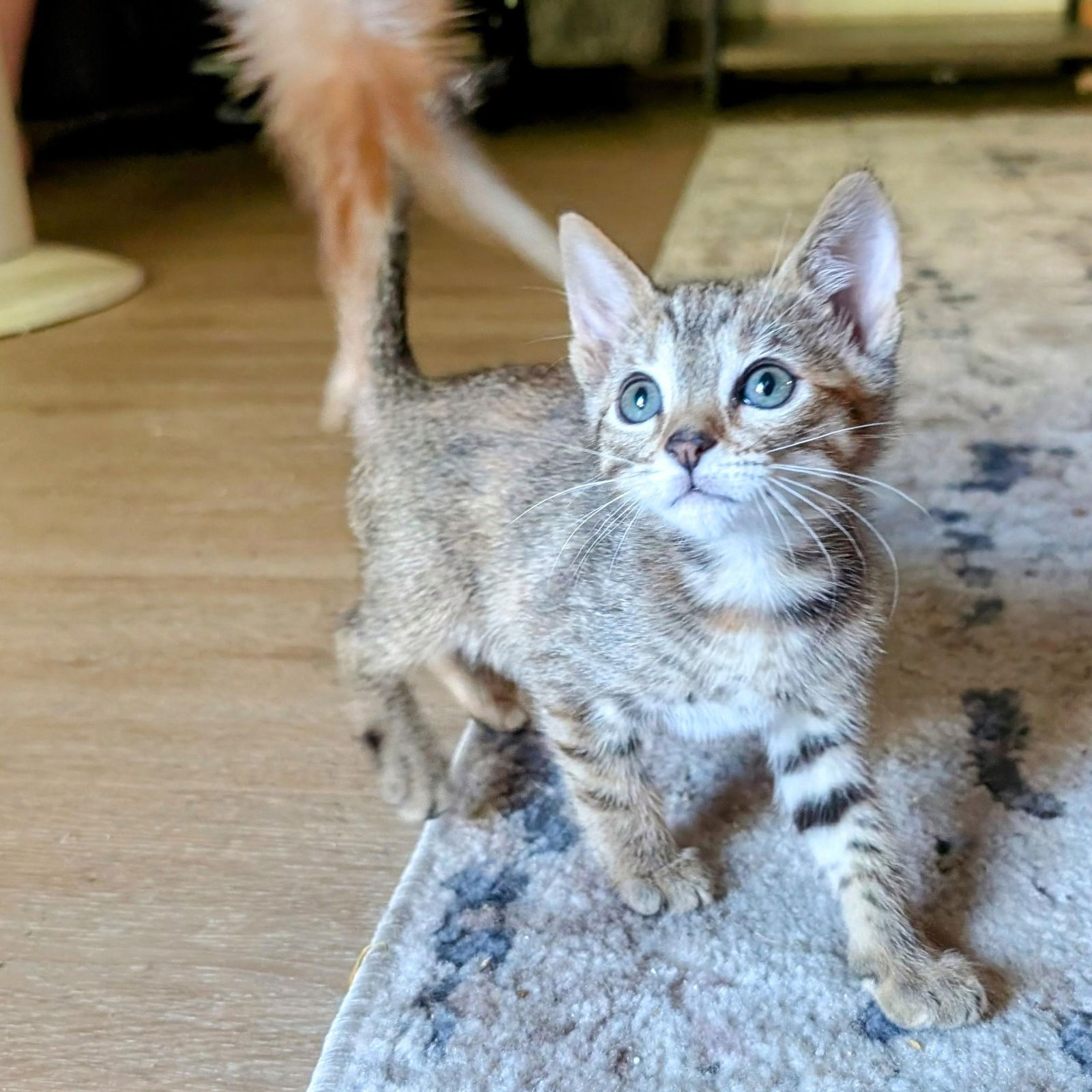 adoptable Cat in Palo Alto, CA named Lisa - female kitten
