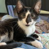 adoptable Cat in  named Cowboy (male kitten)