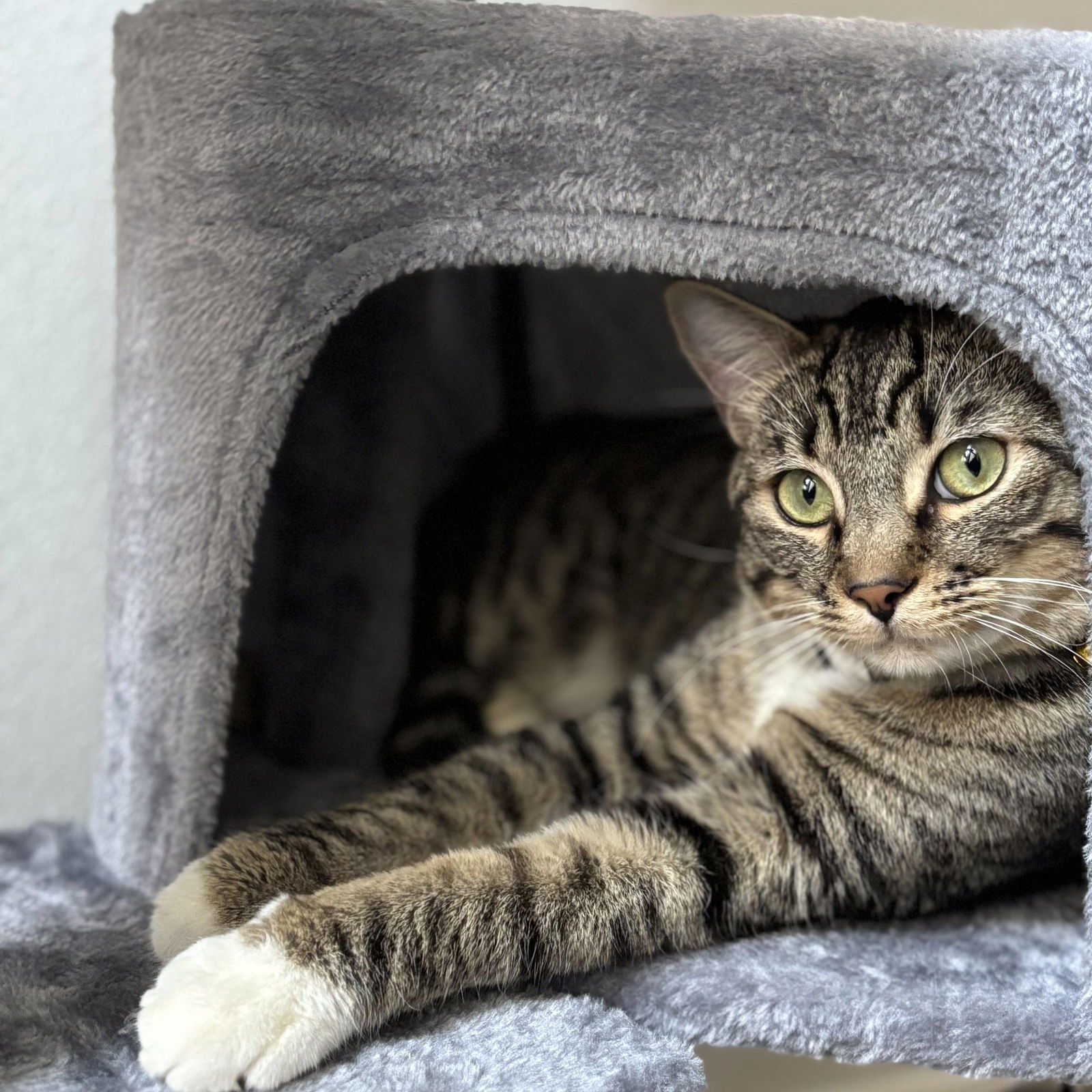 adoptable Cat in Palo Alto, CA named Milo
