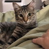 adoptable Cat in  named Friday