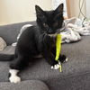 adoptable Cat in  named Fig (female kitten)