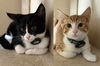 adoptable Cat in Redwood City, CA named Smokey & Rockey (bonded brother kittens)