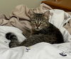 adoptable Cat in  named Miss Kitty