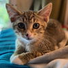 adoptable Cat in  named Nadine - female kitten