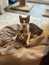 adoptable Cat in  named Valentina & Valentino - bonded kittens