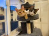 Otis & Tuff, bonded male kittens - Photo 1