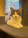 Otis & Tuff, bonded male kittens - Photo 2