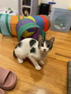 Otis & Tuff, bonded male kittens - Photo 3